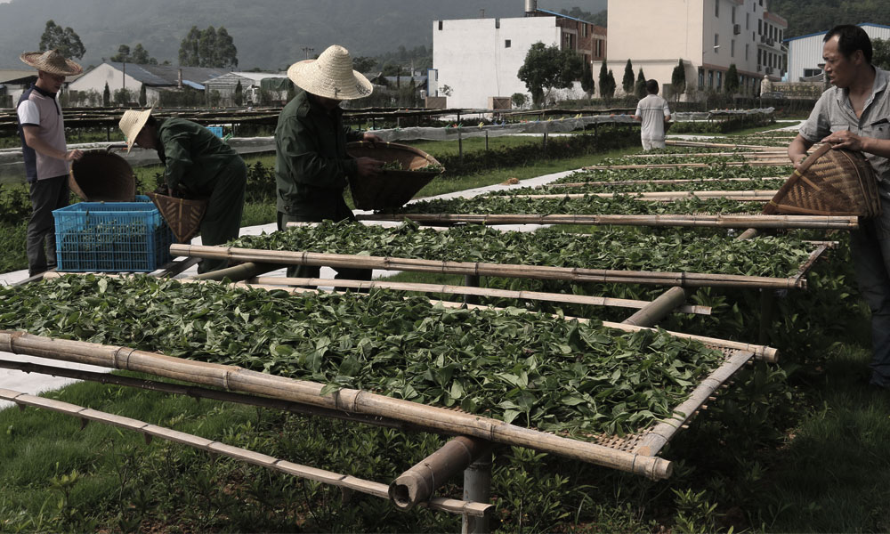 Fuding tea farmers